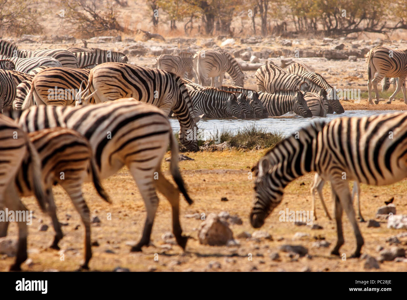 Herd of zebras at Rietfontein waterhole, Etosha National Park, Namibia Stock Photo