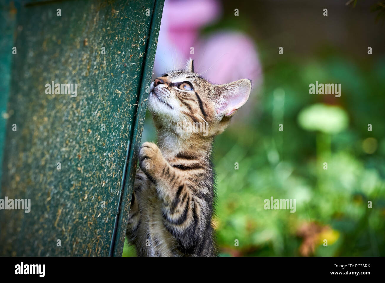Tabby Cat Climbing A Tree Stock Photo Alamy