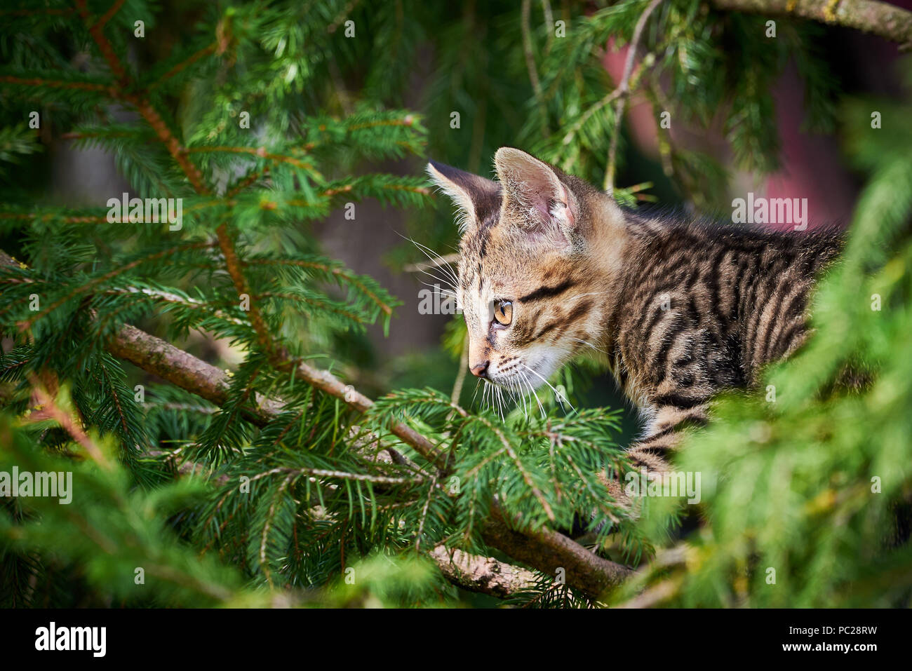Tabby Cat Climbing A Tree Stock Photo