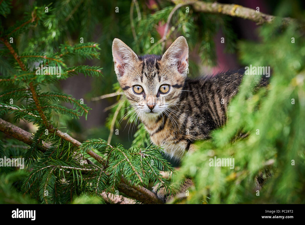 Tabby Cat Climbing A Tree Stock Photo Alamy