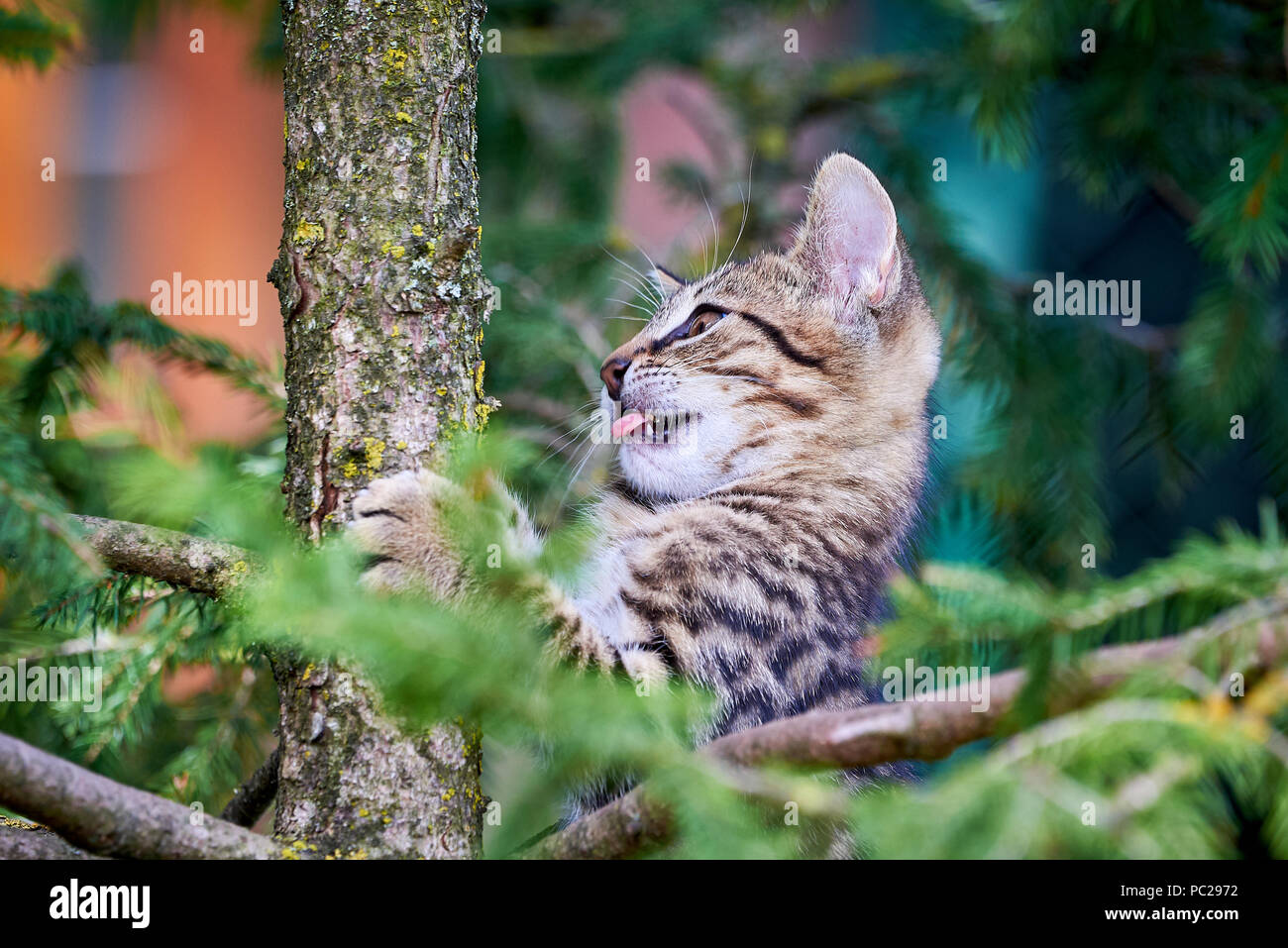 Tabby Cat Climbing A Tree Stock Photo