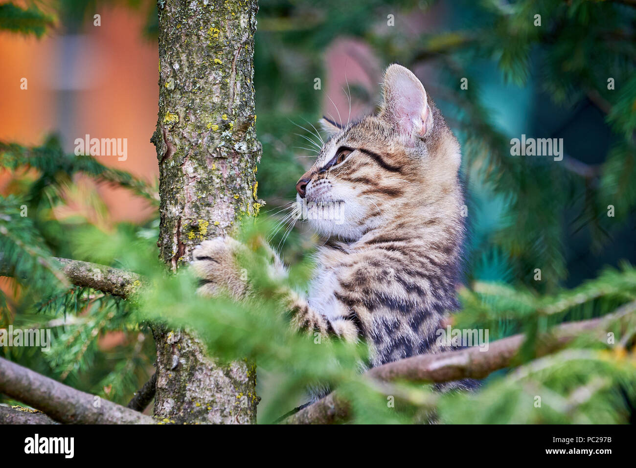 Tabby Cat Climbing A Tree Stock Photo - Alamy