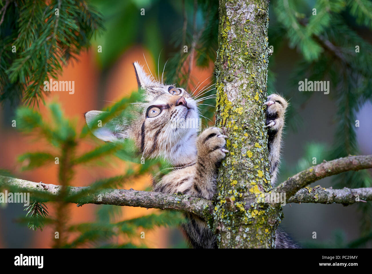 Tabby Cat Climbing A Tree Stock Photo - Alamy