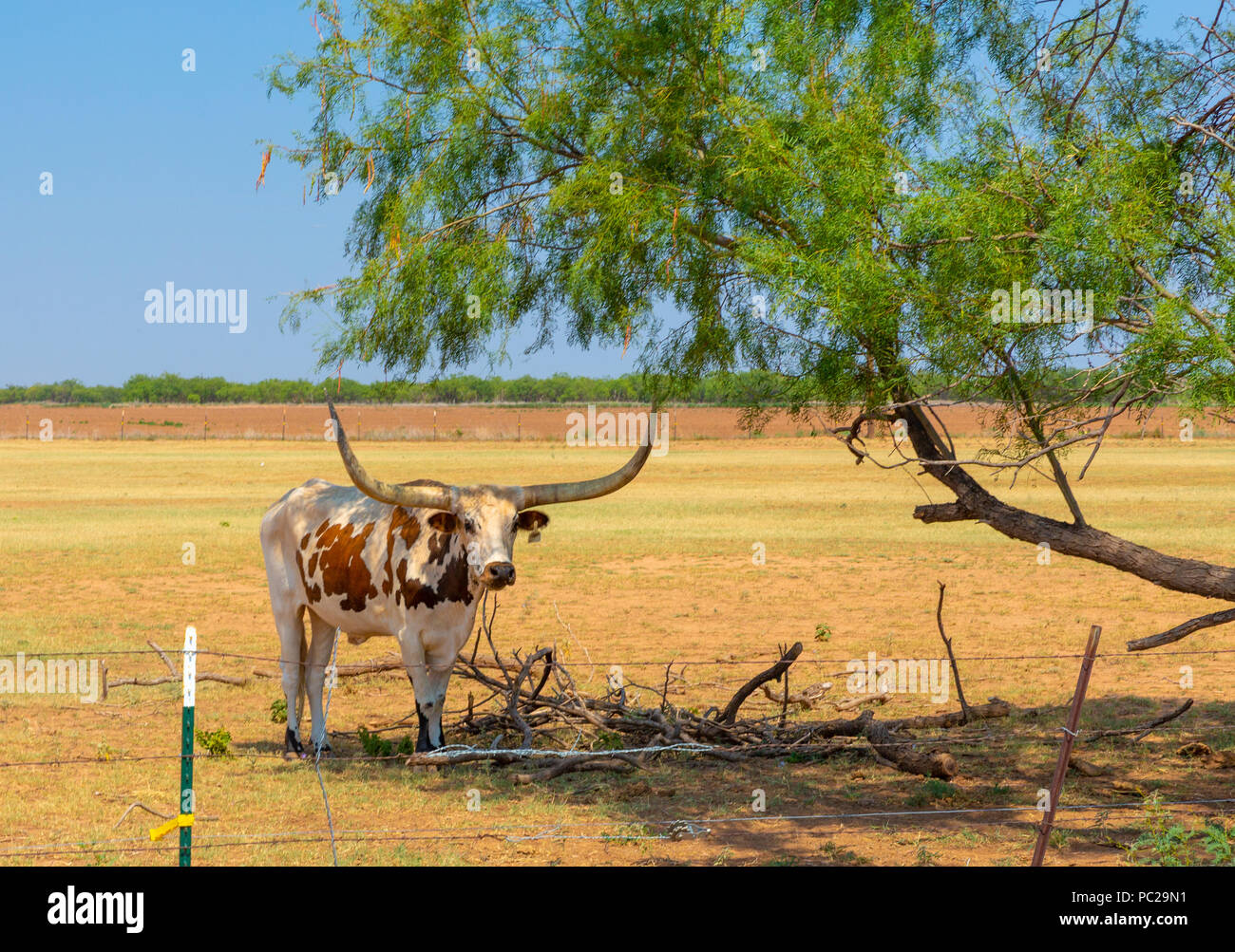 Texas Longhorn cattle near Rotan Texas Stock Photo