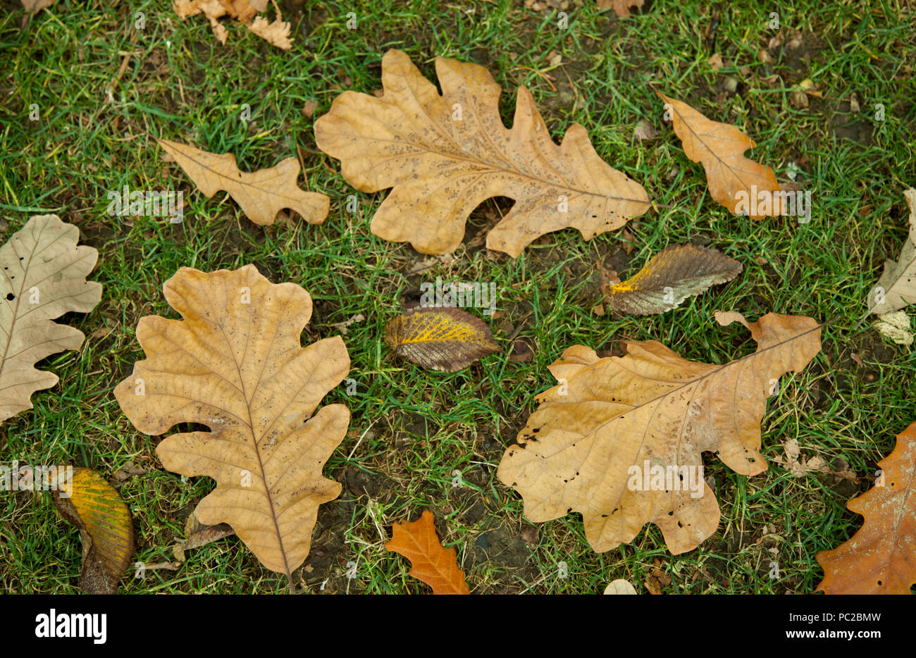 Brown Autumn leaves on grass, nature background Stock Photo - Alamy