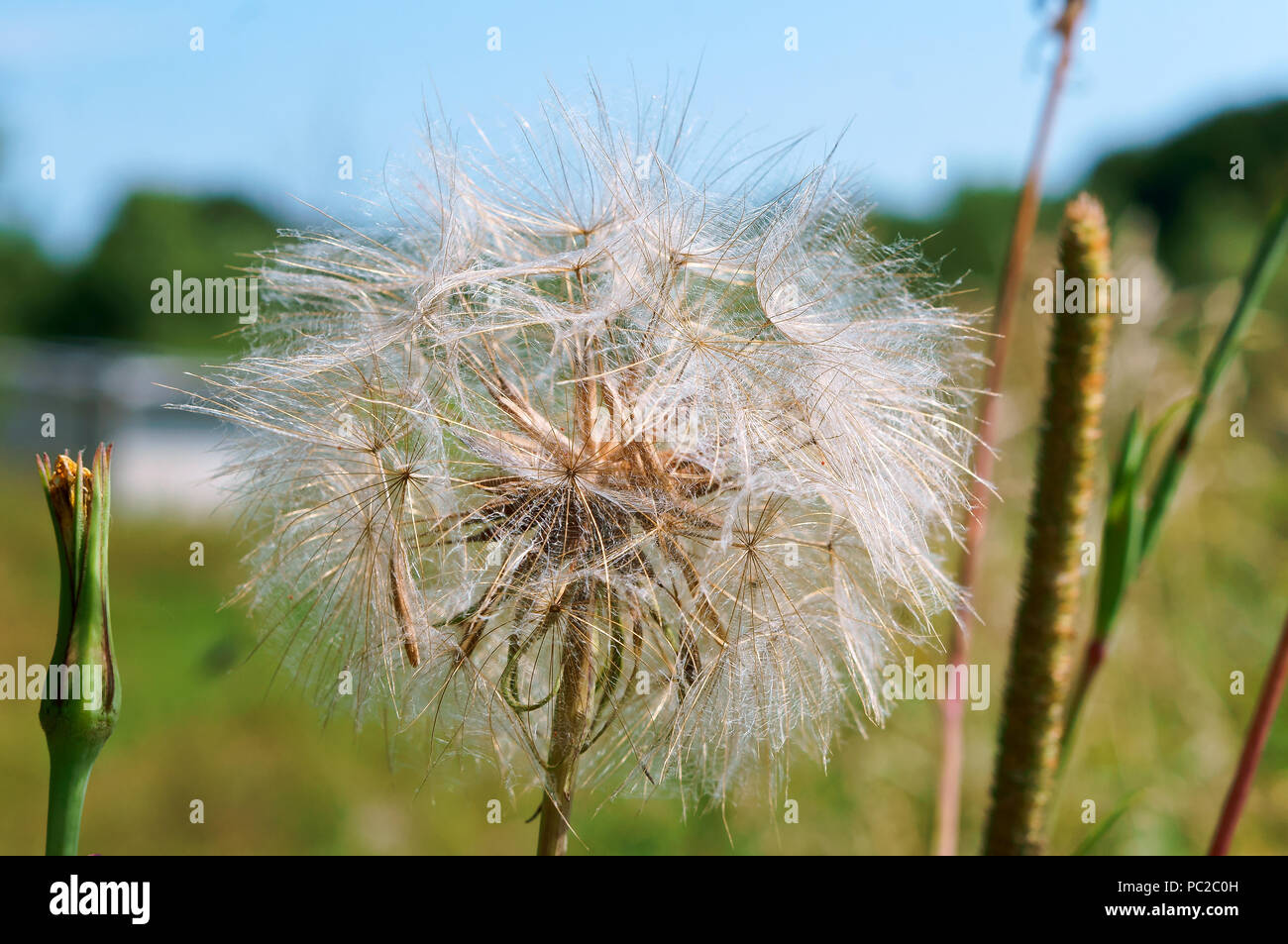 big fluffy dandelion, the flower of salsify, Tragopogon Stock Photo