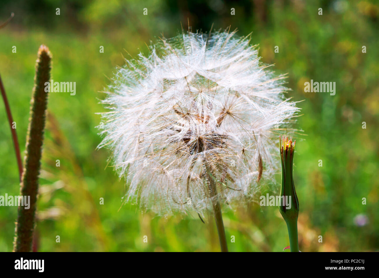 big fluffy dandelion, the flower of salsify, Tragopogon Stock Photo