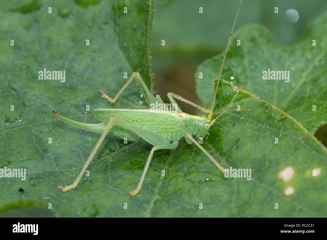Great green bush cricket uk hires stock photography and images Alamy