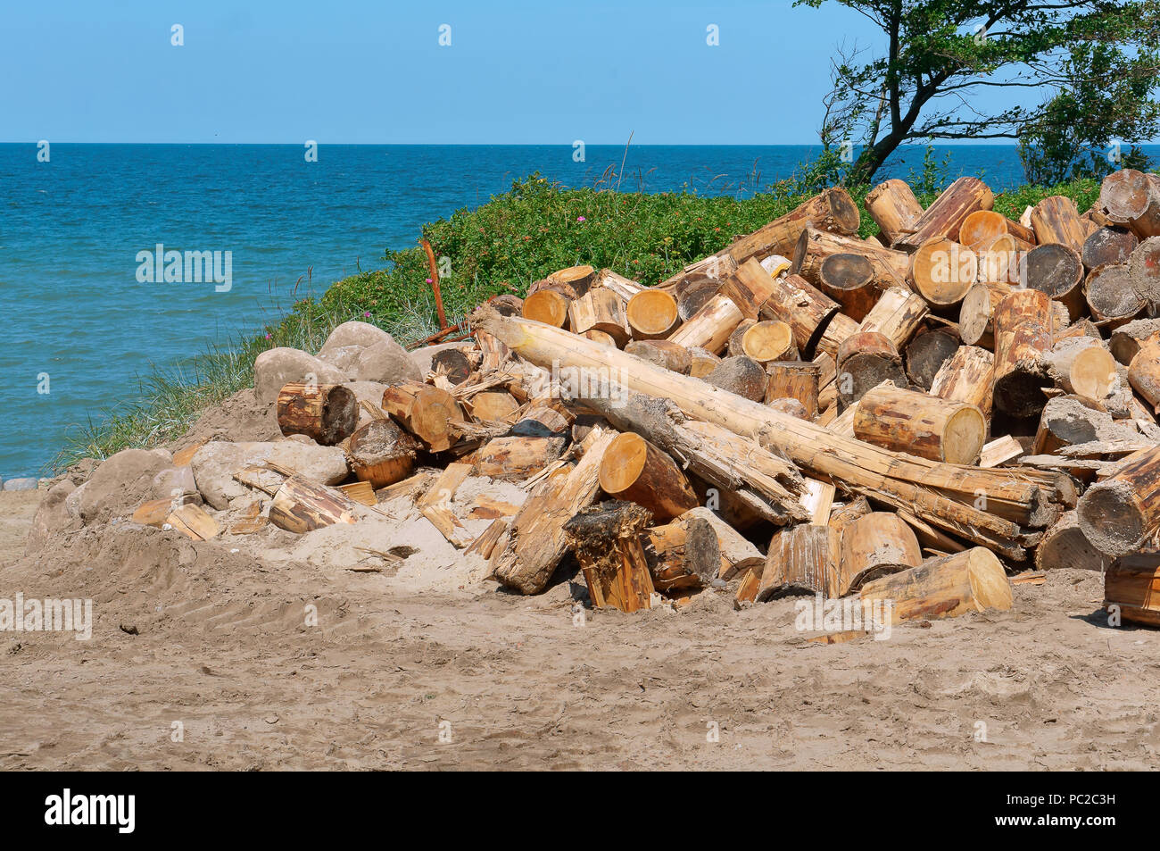 logging on the coast, deforestation, felled trees Stock Photo