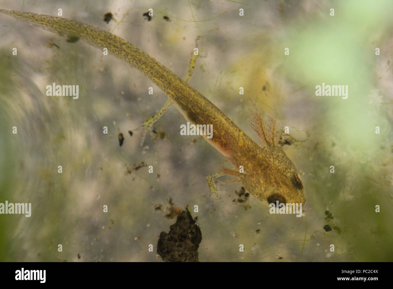 Young smooth newt (common newt, Lissotriton vulgaris) in aquatic phase, swimming in a garden pond during summer Stock Photo