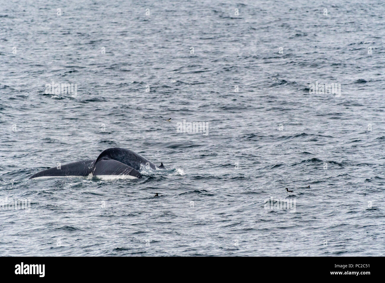 Blue Whale (Balaenoptera musculus) swimming near the coast of Svalbard, Norway. Stock Photo