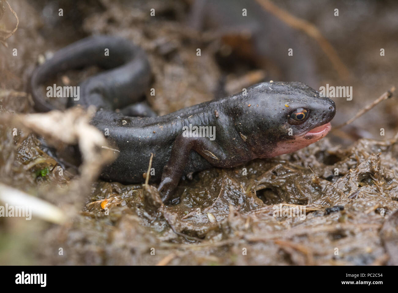 Palmate newt (Lissotriton helveticus), terrestrial phase animal with open mouth, at Broxhead Common, Hampshire, UK Stock Photo
