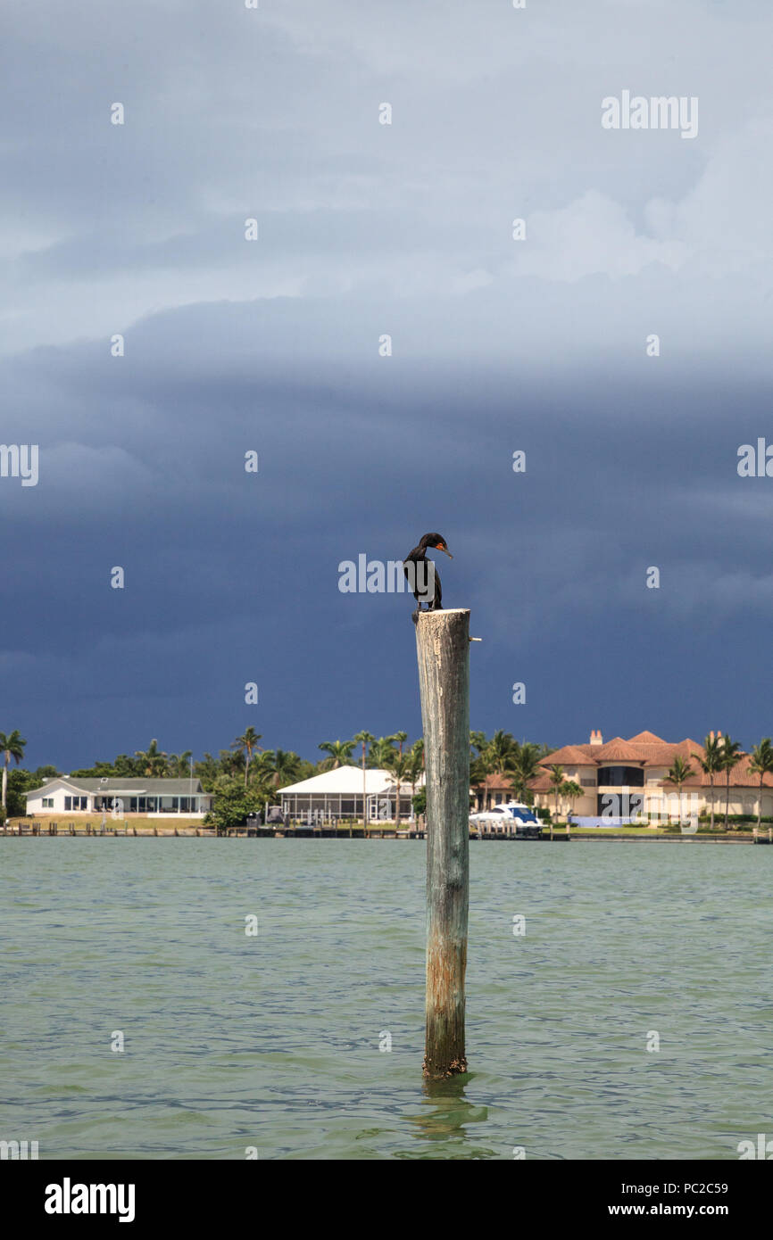 Double-crested cormorant Phalacrocorax auritus on a boat mooring post in the harbor with Caxambas Island, Florida in the background. Stock Photo