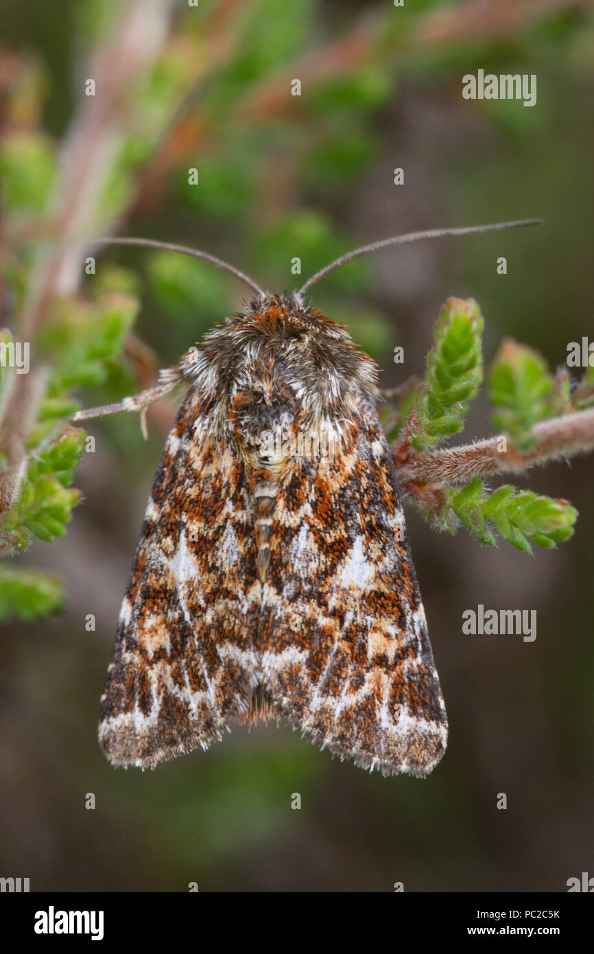 Beautiful yellow underwing moth myrtilli hires stock photography and