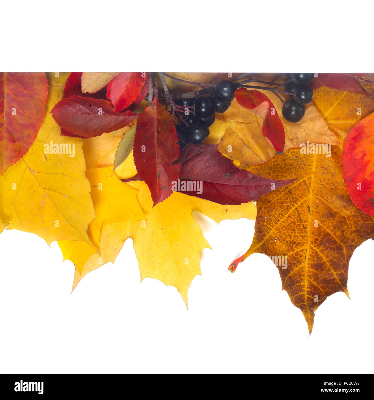 Composition of colorful autumn leaves isolated on white background ...