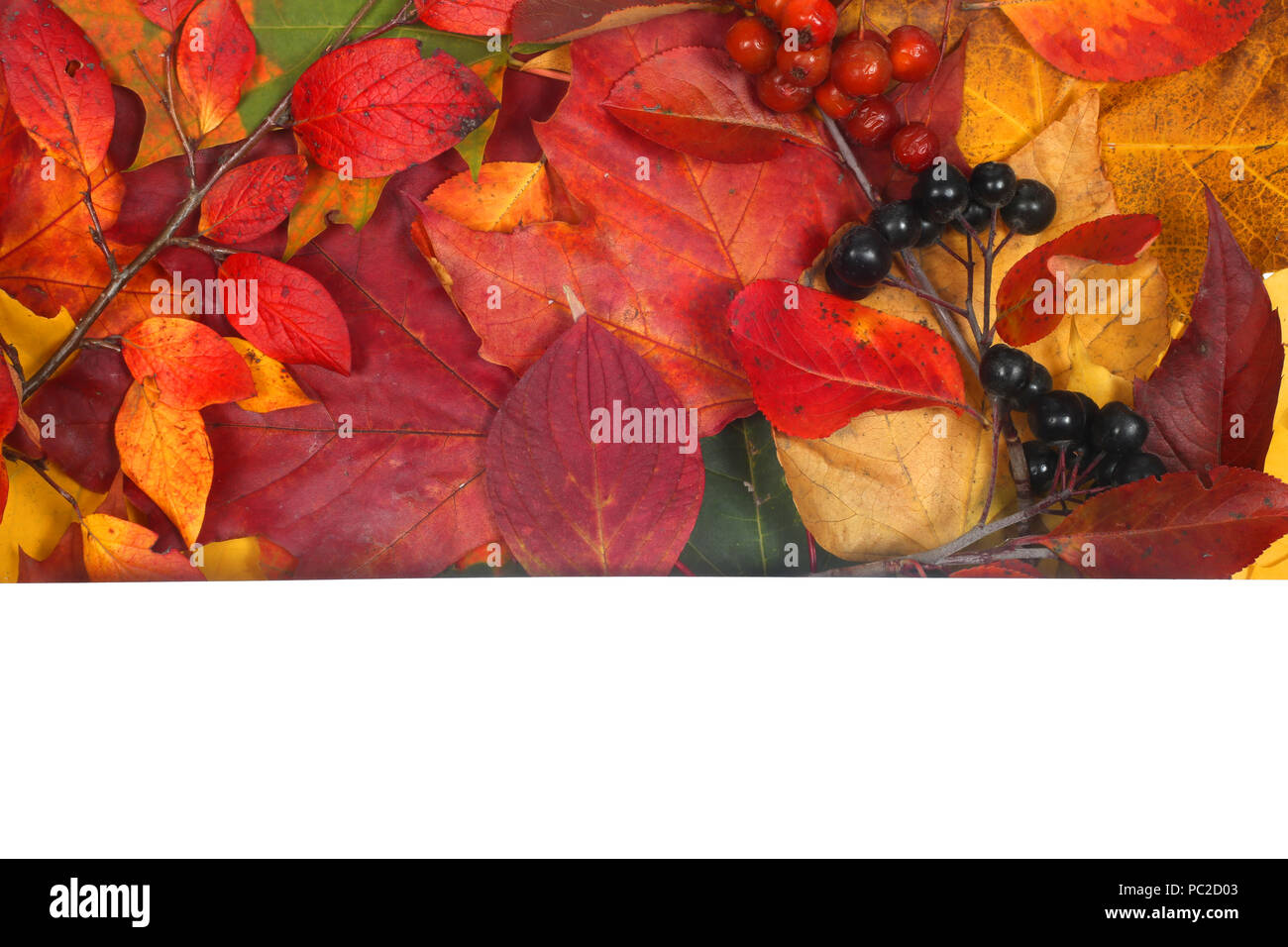 Composition of colorful autumn leaves isolated on white background ...