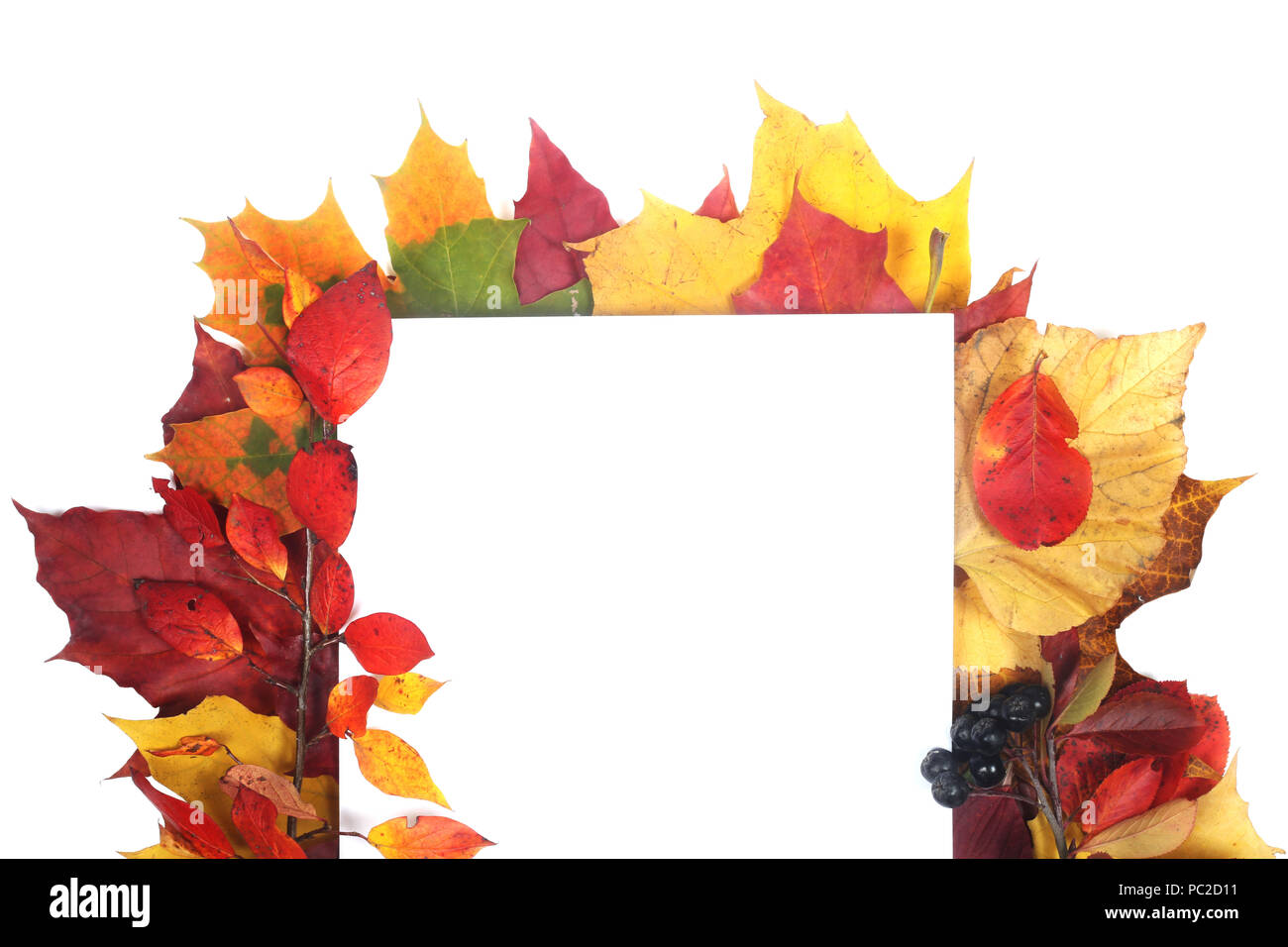 Frame of colorful autumn leaves isolated on white background Stock ...