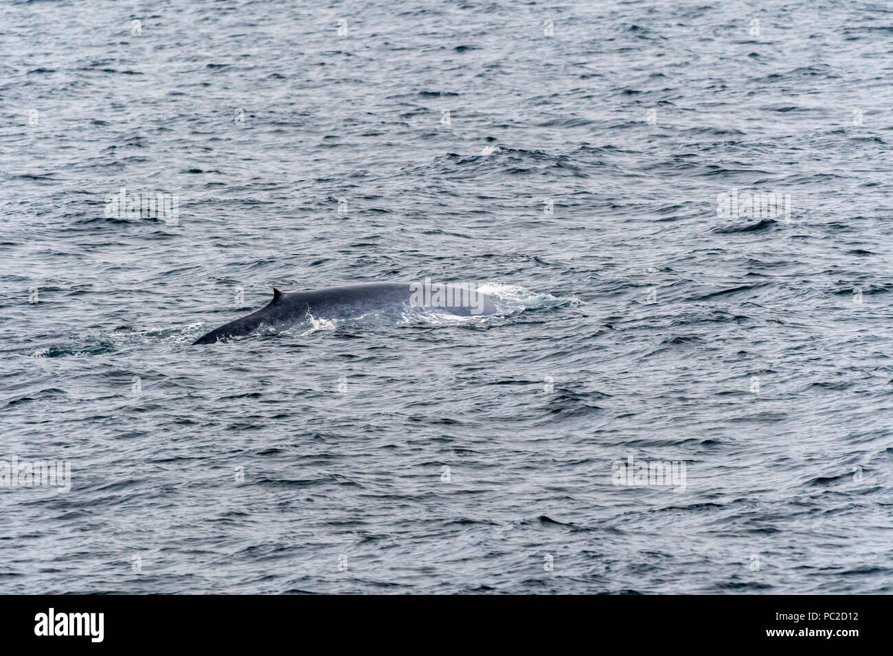 Blue Whale (Balaenoptera musculus) swimming near the coast of Svalbard, Norway. Stock Photo