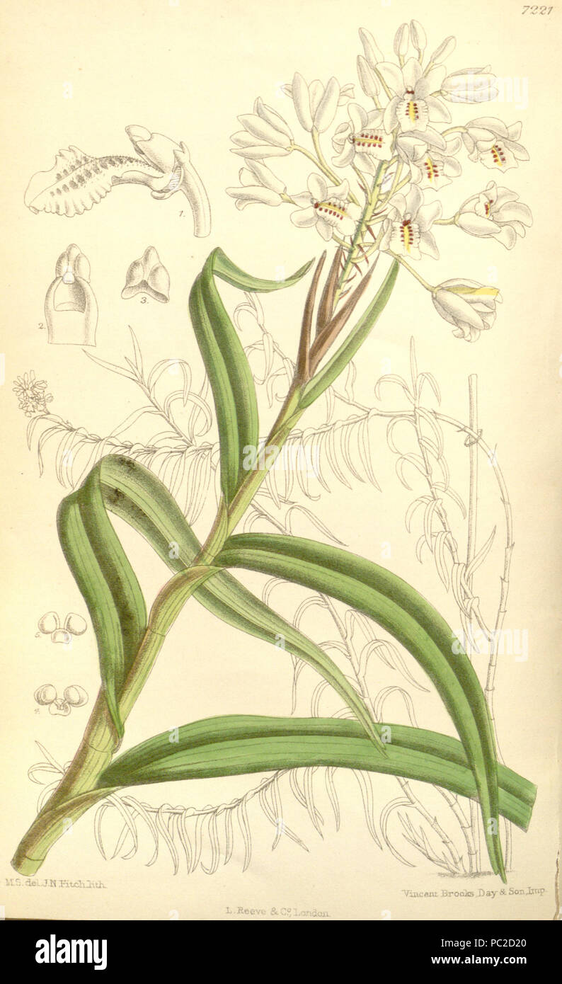 440 Neobenthamia gracilis - Curtis' 118 (Ser. 3 no. 48) pl 7221 (1892) Stock Photo