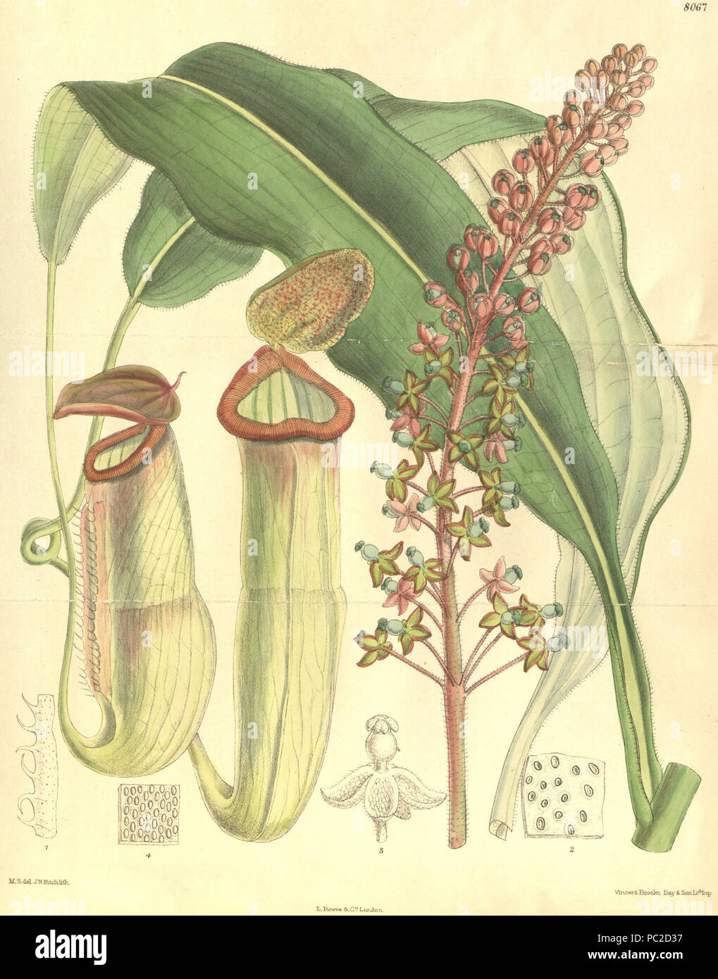 440 Nepenthes phyllamphora - Curtis’s Botanical Magazine (1906) Stock Photo