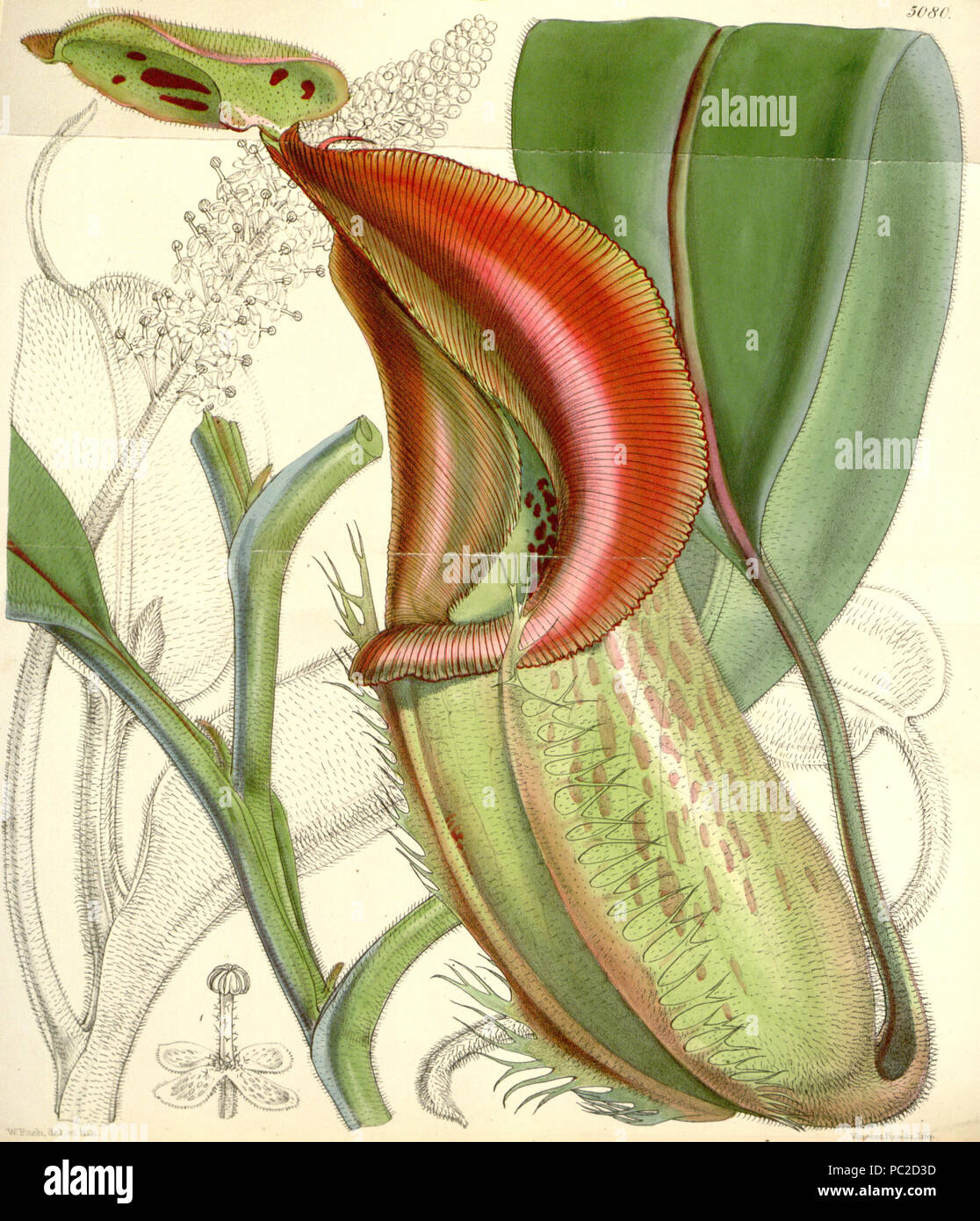 440 Nepenthes veitchii - Curtis’s Botanical Magazine (1858) Stock Photo