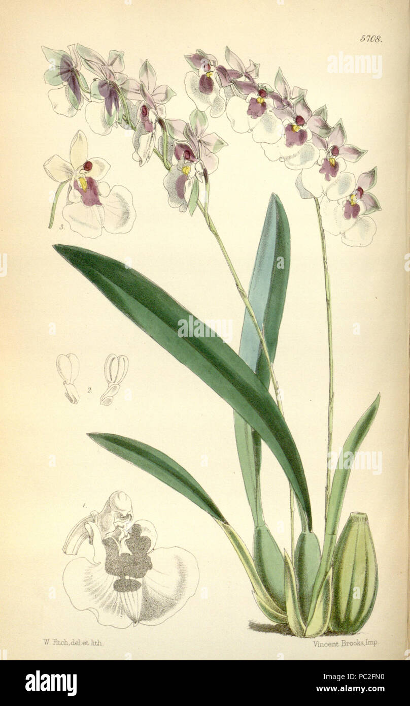 456 Oncidium nubigenum (Caucaea nubigena ) (as Oncidium cucullatum)-Curtis 94-5708 (1868) Stock Photo