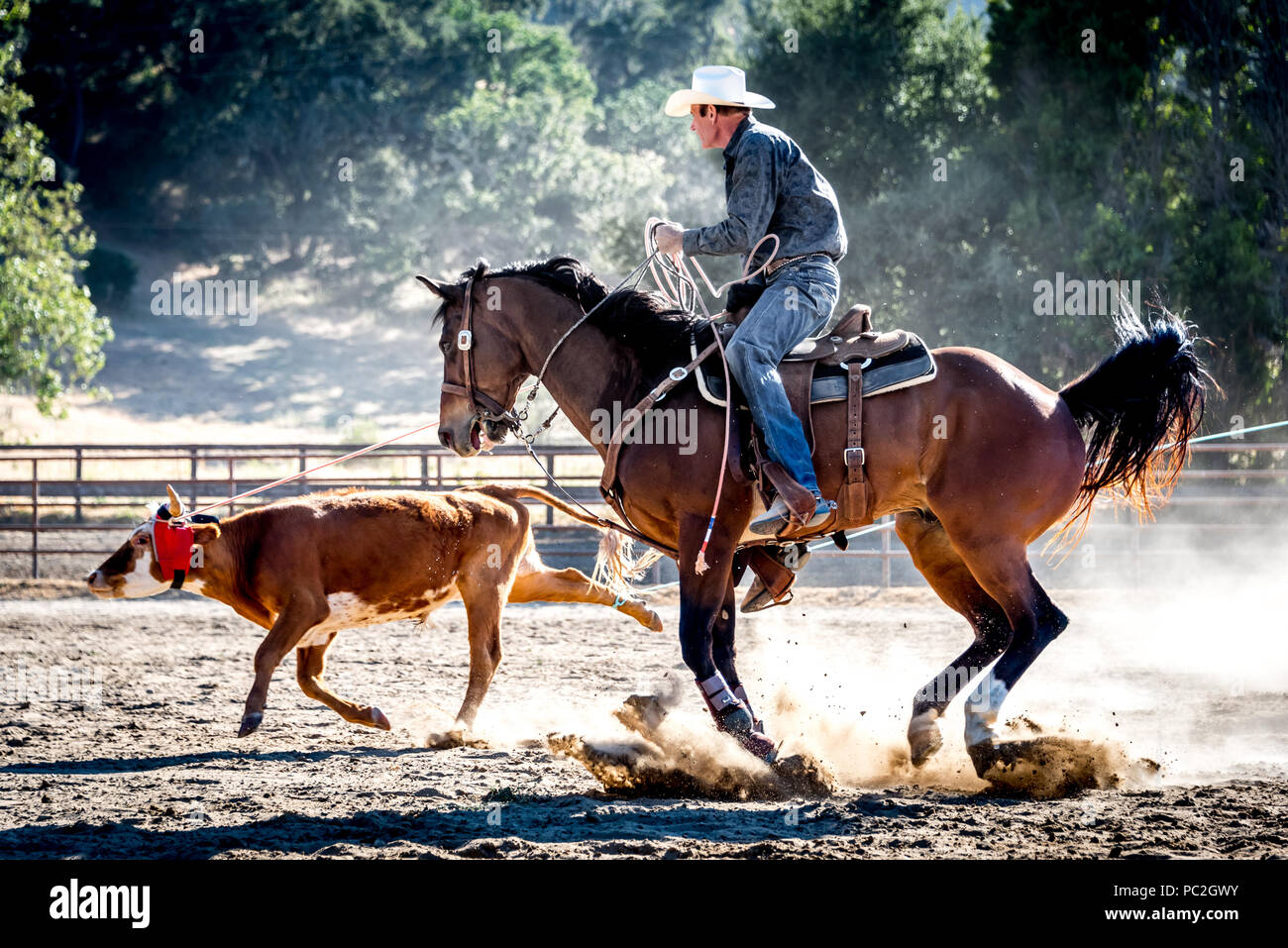 A real life cowboy wrangler with lasso roping young steer in a rodeo, on horseback with cowboy hat in action shot, dust and sun. Stock Photo