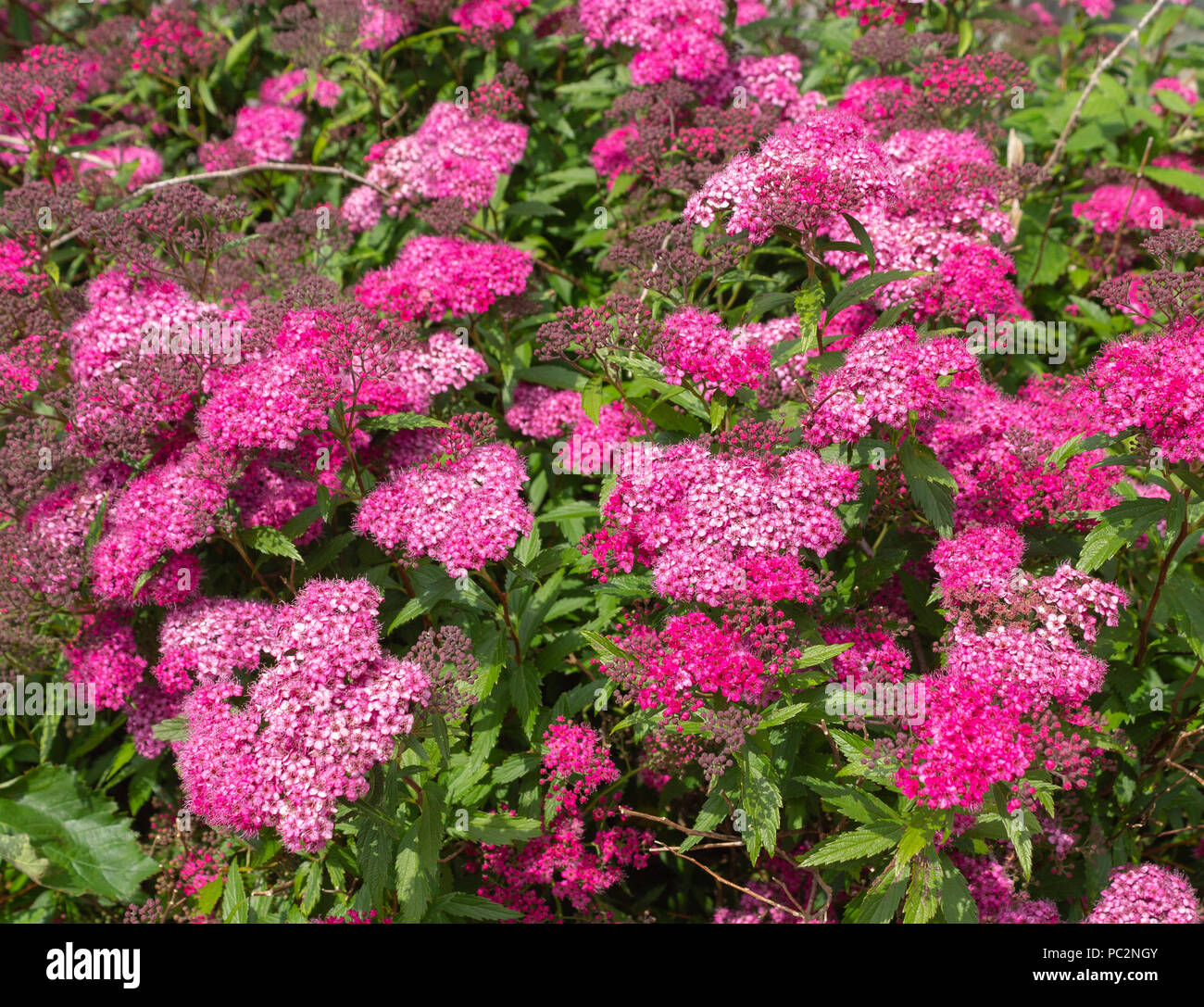 spiraea japonica anthony waterer in full bloom Stock Photo