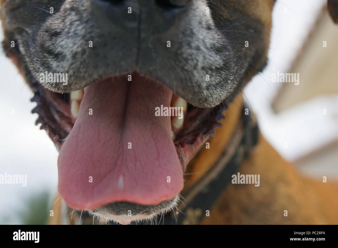 Miami, Florida happy dog sticks out tongue Stock Photo Alamy