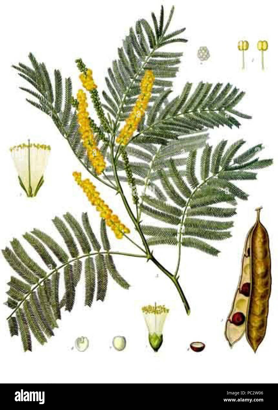 Acacia catechu - Köhler–s Medizinal-Pflanzen-003. Stock Photo