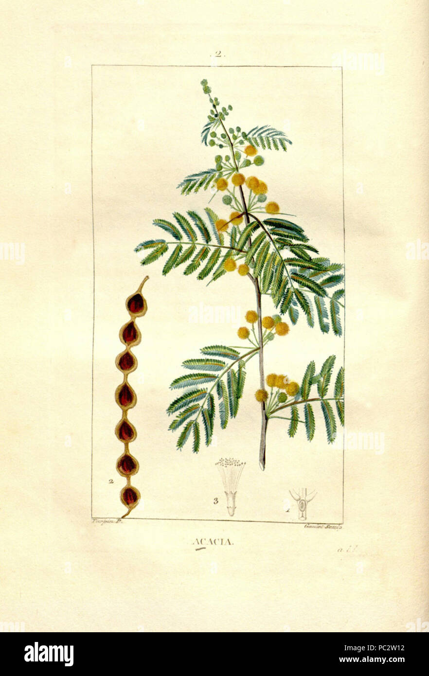 Acacia nilotica Chaumeton 1933 Stock Photo Alamy