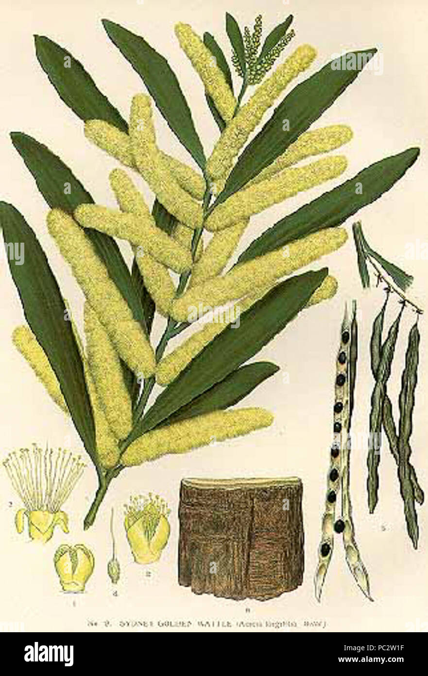 Acacia-longifolia. Stock Photo