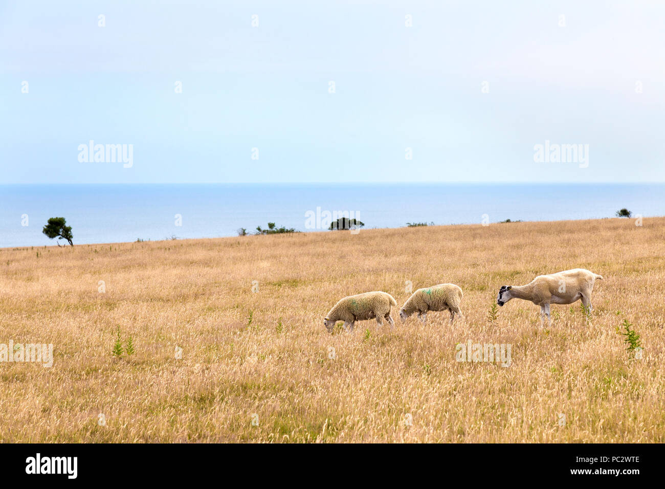Sheep grazing on a field by the sea, South Downs National Park, UK Stock Photo