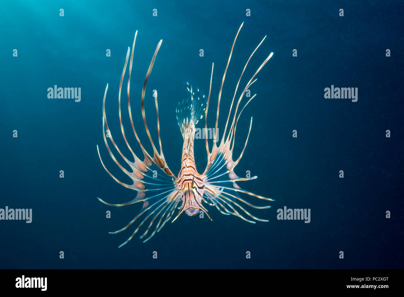 This juvenile lionfish, Pterois volitans, is just an inch long, Philippines. Stock Photo