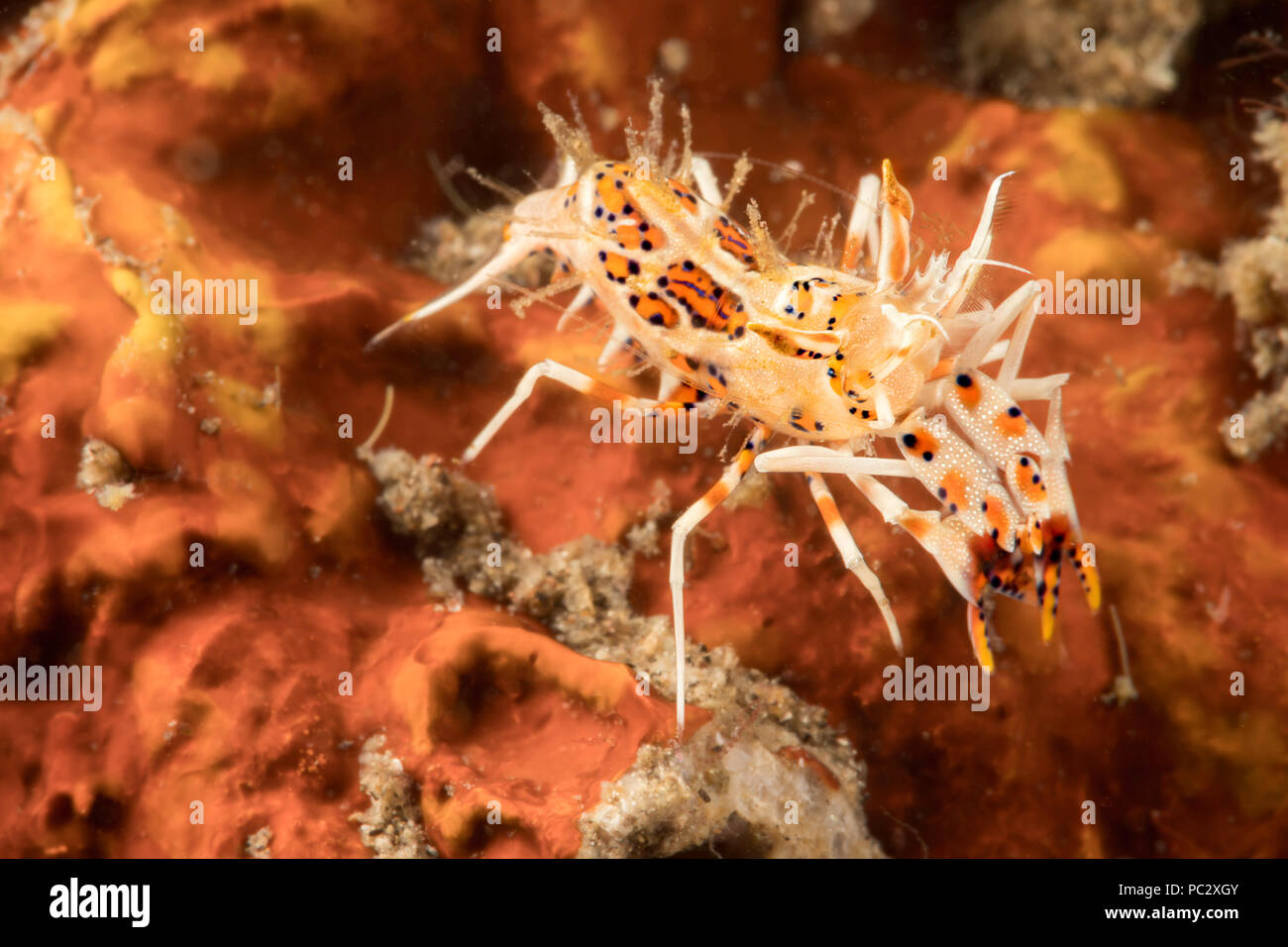 Spiny tiger shrimp, Phyllognathia ceratophthalma, also known as dragon shrimp, feed on sea stars and grow to about 2cm in length, Philippines. Stock Photo
