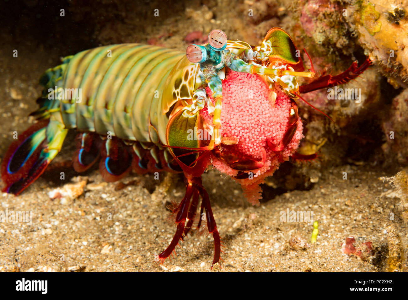 A peacock mantis shrimp, Odontodactylus scyllarus, carrying a bright red egg mass, Philippines. Stock Photo