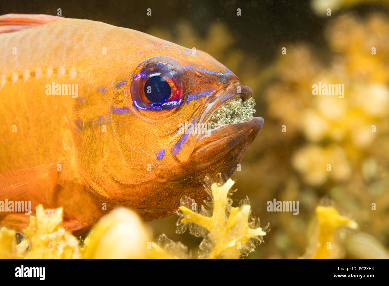 This male ring-tailed cardinalfish, Ostorhinchus aureus, is protecting and incubating its eggs by carrying them in his mouth, Philippines. Stock Photo