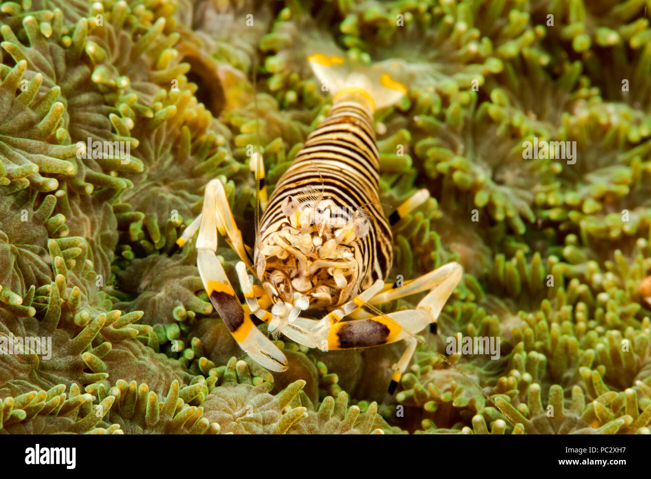 The bumblebee shrimp, Gnathophyllum americanum, is similar in coloration to a brightly colored bumblebee, and can grow up to 1 inch in length, Philipp Stock Photo