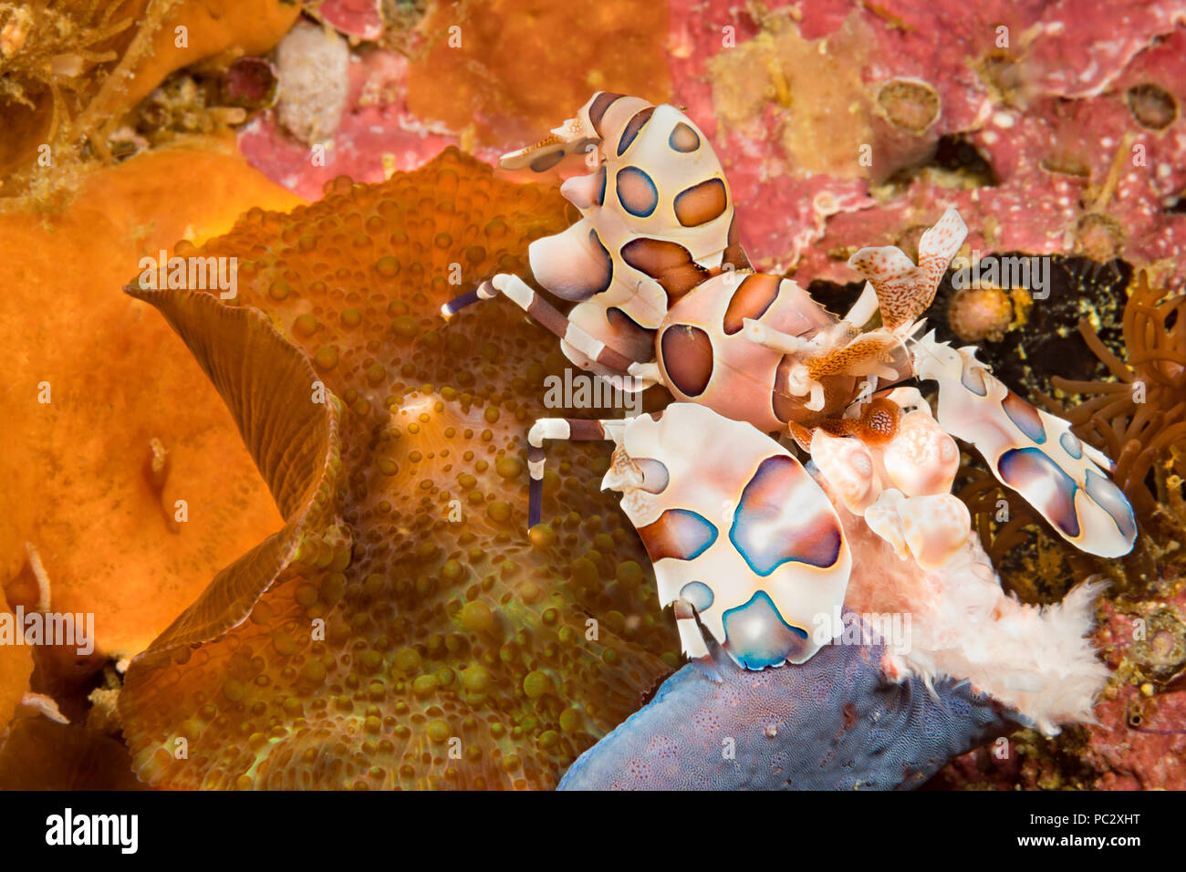 A blue harlequin shrimp, Hymenocera elegans, holding part of a blue seastar, Linkia laevigata, which it will feed on, Philippines. Stock Photo