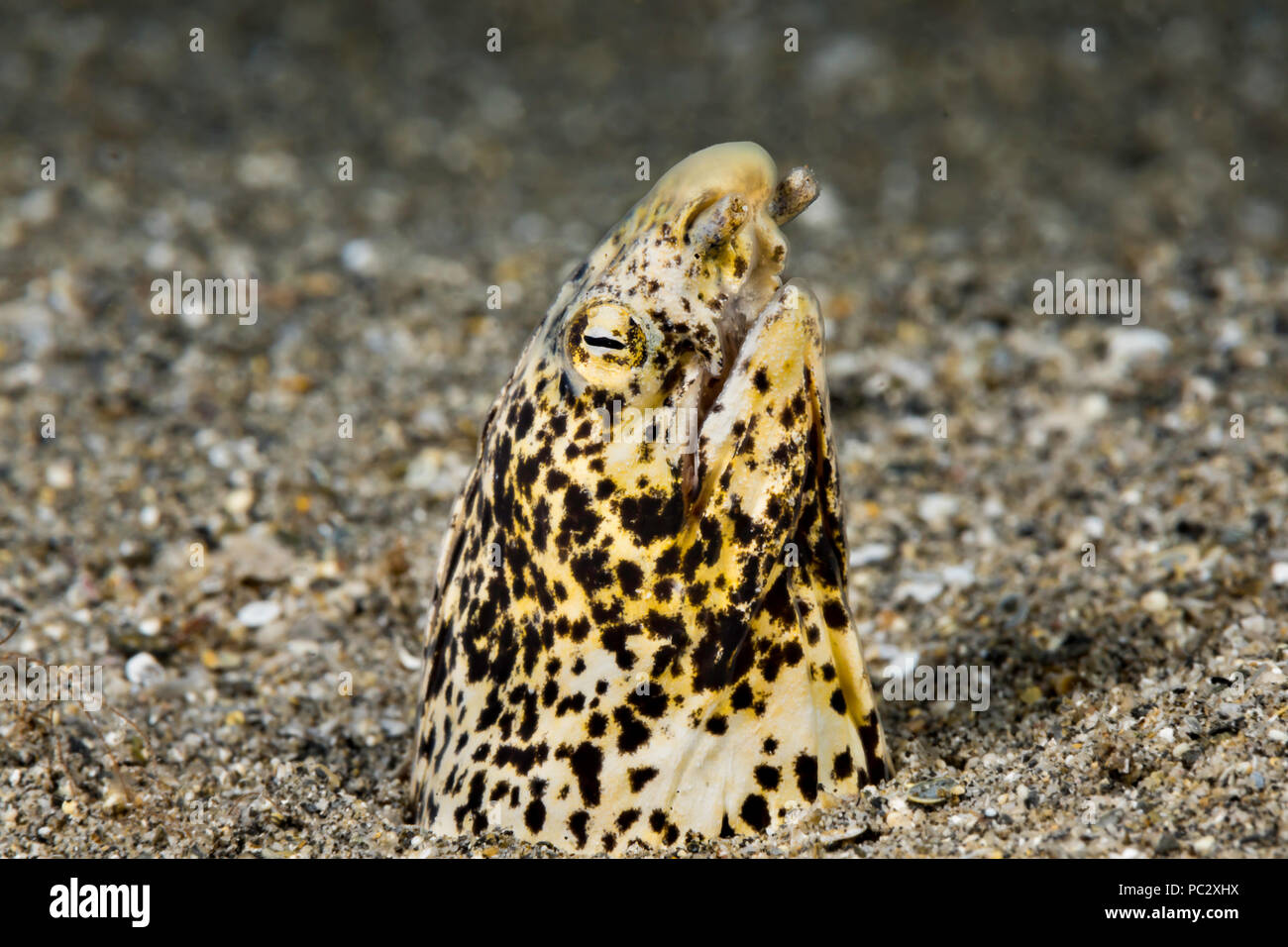 Freckled snake eels, Callechelys lutea, bury in loose sand with only their heads visible. They can reach over three feet in length and when threatened Stock Photo