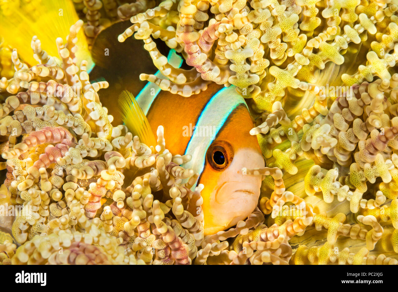 Clark's anemonefish, Amphiprion clarkii, in beaded sea anemone, Heteractis aurora, Philippines. Stock Photo