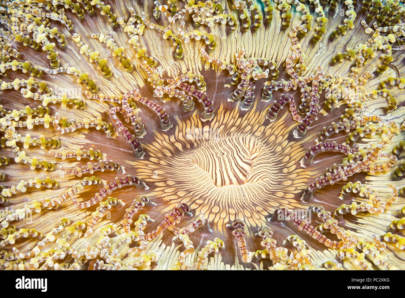 The beaded anemone, Heteractis aurora, has many common names including aurora host anemone, sand anemone, carpet anemone, flat anemone, corn anemone,  Stock Photo