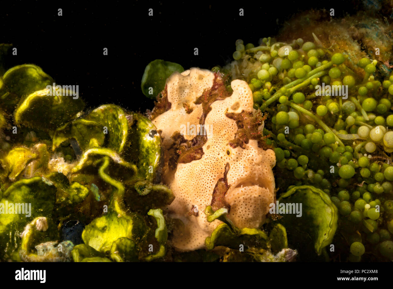 A warty frogfish, Antennarius maculatus, between to types of seaweed off Dumaguete, Philippines. Stock Photo