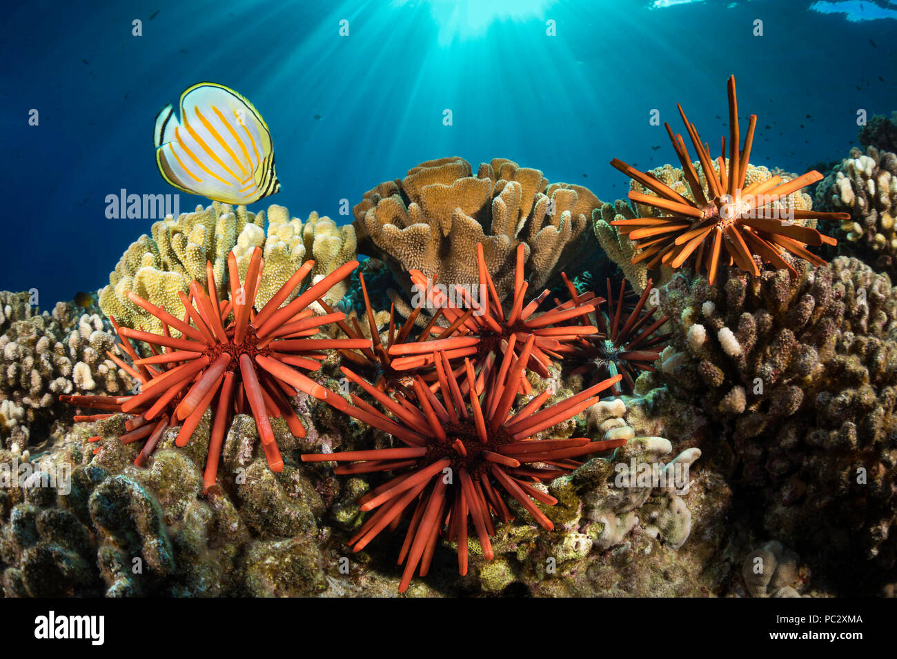 Slate pencil sea urchins, Heterocentrotus mammillatus, color the foreground of this Hawaiian reef scene with one ornate butterflyfish, Chaetodon ornat Stock Photo