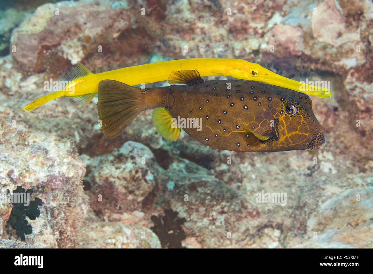 This trumpetfish, Aulostomus maculatus, a reef predator is swimming behind a yellow boxfish, Ostracion cubicus, using it as a blind to ambush prey, Ya Stock Photo