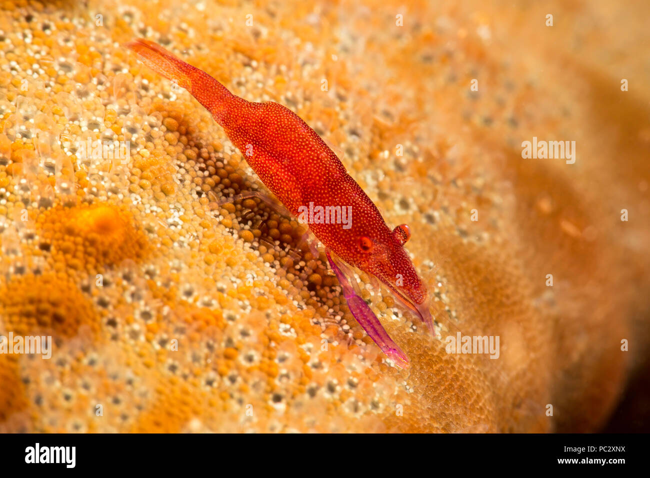 Commensal shrimp, Periclimenes soror, on a knobby seastar, Pentaceraster cumingi, Hawaii. Stock Photo