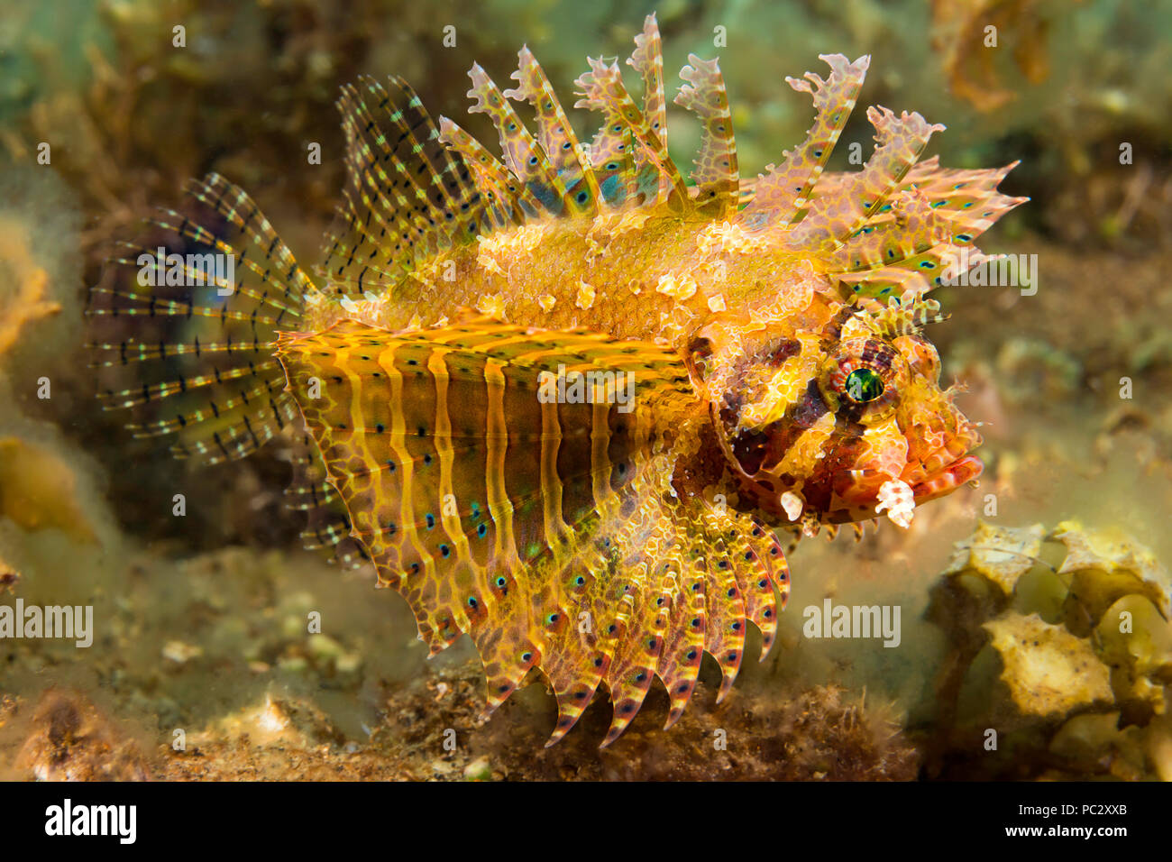 The dwarf lionfish, Dendrochirus brachypterus, is also known as the shortfin lionfish or shortfin turkeyfish. This species has many color variations.  Stock Photo