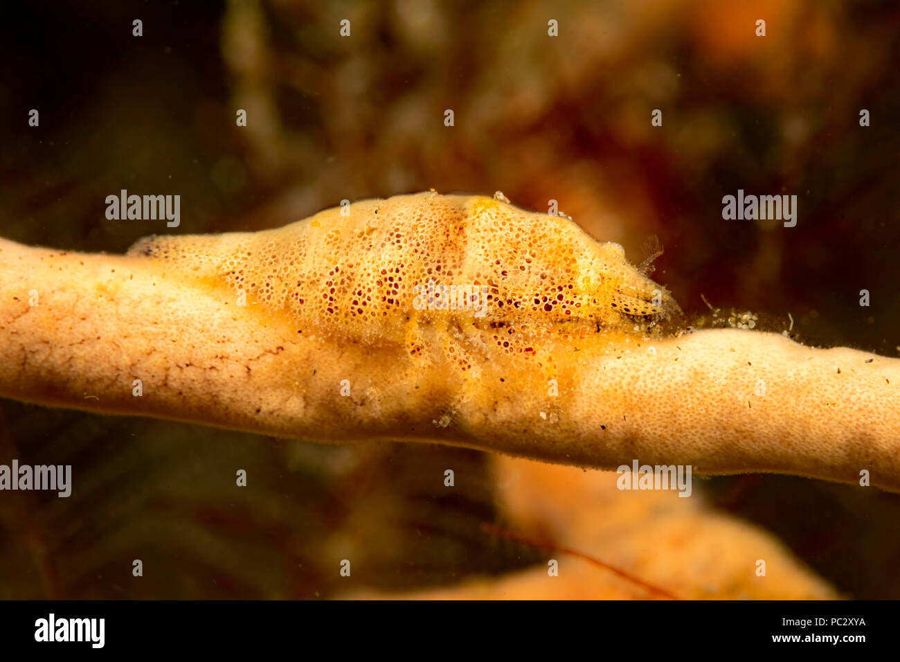 The cryptic sponge shrimp, Gelastocaris paronae, is also known as a Paron shrimp. It lives on sponges which it matches perfectly and varies in color t Stock Photo