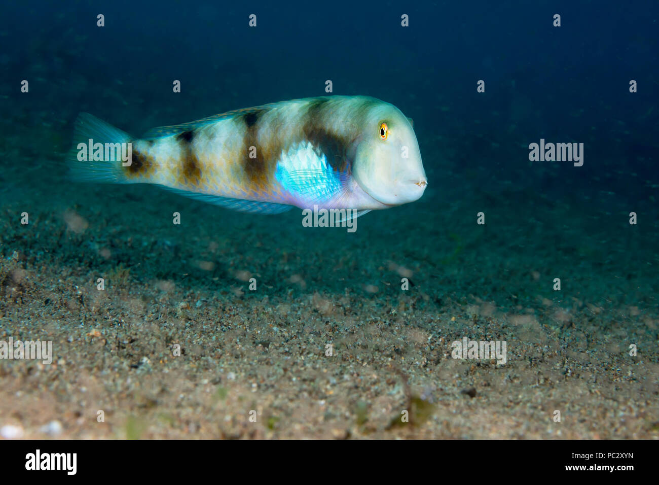 The whitepatch razorfish, Xyrichtys aneitensis, will dive into the sandy bottom at the first sign of danger, Philippines. Stock Photo