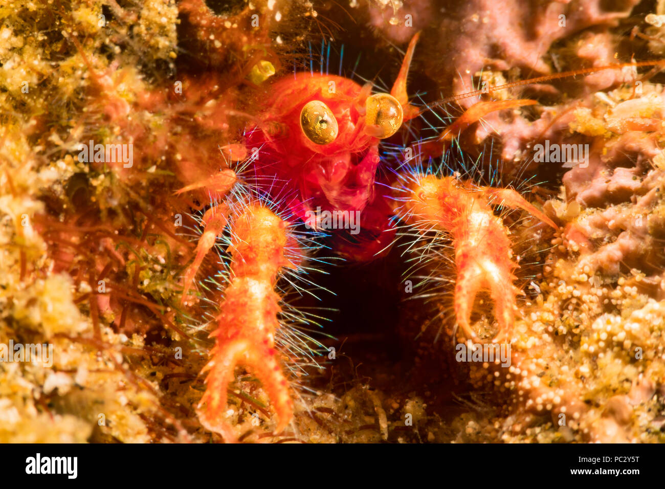The bug-eyed squat lobster, Neomunida olivarae, is also known as a colored squat lobster or the google-eyed fairy crab, Dumaguete, Philippines, Asia. Stock Photo
